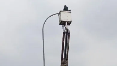 PJU