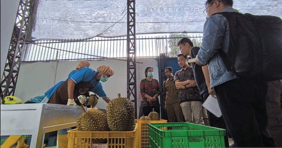 durian