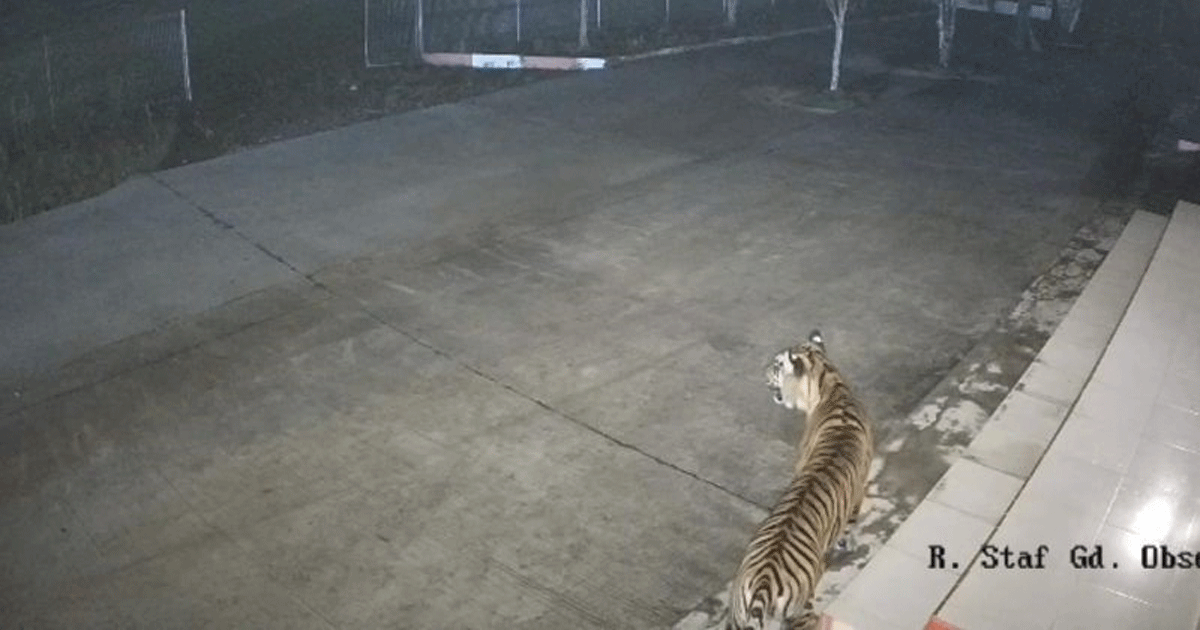 harimau